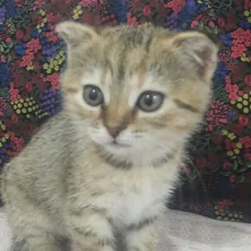 вислоухий  котенок