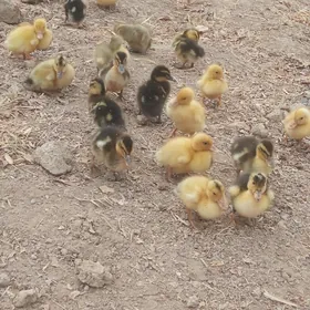 ördek juýje gak gak