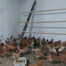 Towuk Horoz Köneki tuwuklar