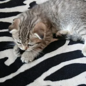 шотландские котята