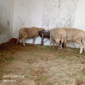 Merenos 3sani Goýun Bogoz