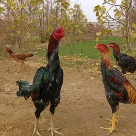 horaz bayes боец