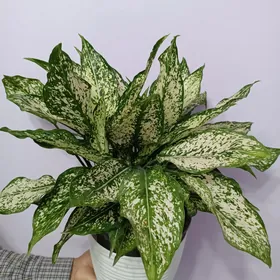 АГЛАОНЕМА ДАЙМОНД