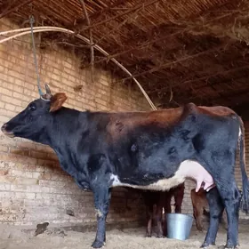 голели сыгыр