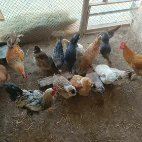 Tawuk Horaz куры несушка