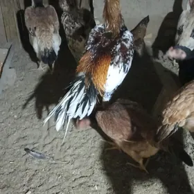 paroda horaz hem-de towuklar