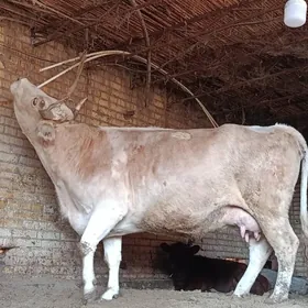 аргинал татар симентал голели