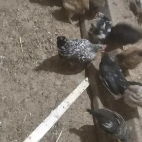 juje.karlik karlik juje