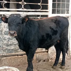 İki sany tohum okuzler