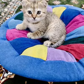 Вислоухая кошка