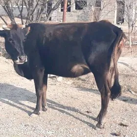 3 саны богаз сыгыр