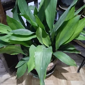 аспидистра