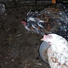 karlik leýli towuklar