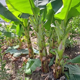 Banan .Limon  nahallar