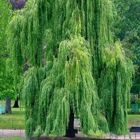 Leyli sac we Sowut nahaly