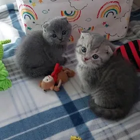 Чистокровные шотландцы