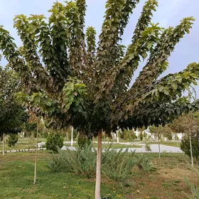 Sa Tut Miwesiz Turk sort.nahal