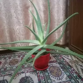 многолетнее алоэ