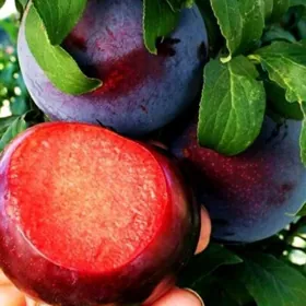 Garaly bomba nahaly Turk..