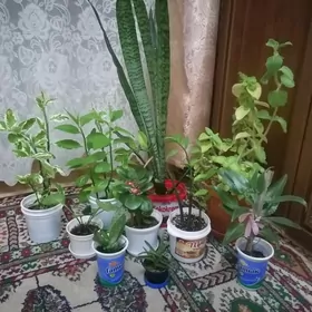 домашние растения/цветы