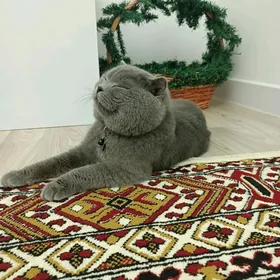 Продаётся кот-Erkek pişik