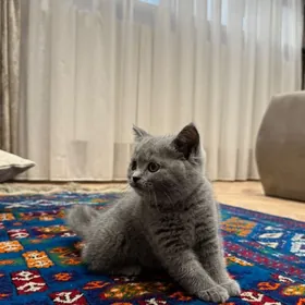 Котенок британский( кошка)