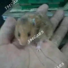 Хомяки, Syçan