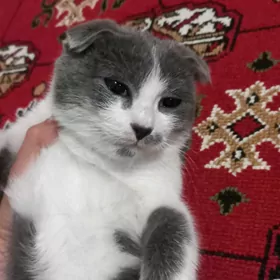 Шотландский веслоуха