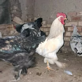 Horaz IndukHoraz Induk