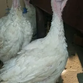 Big 6 induk broýler