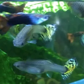 аквариумные рыбки гуппи