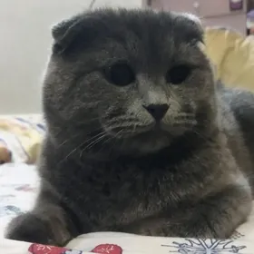 Кот для вязки