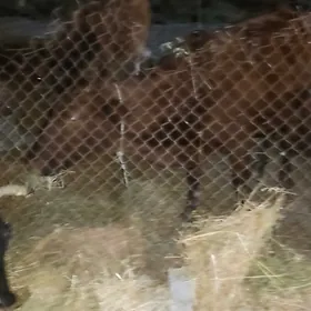 sygyr yitdi akbugday etrap