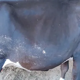 БОГАЗ ИКИНЖИ ГАРНЫ ТОХЫМ МАЛ