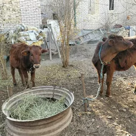 Сатлык унажынлар!