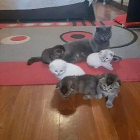 вислоухие катята