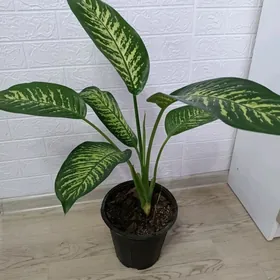 ДИФФЕНБАХИЯ