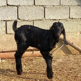 PÄKISTAN OWLAKLY GECI