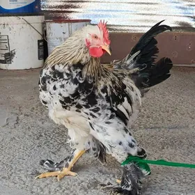 brama horaz dine 7stk ba