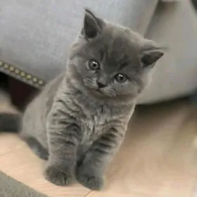 Шотландская прямоухая девочка