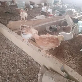 товук жуйжелер