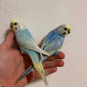 popugay guslar kletkalar