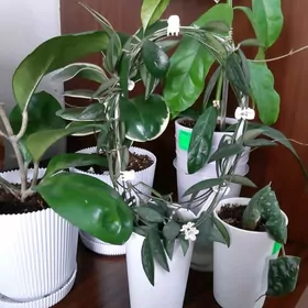 Хойя, восковой плющ.