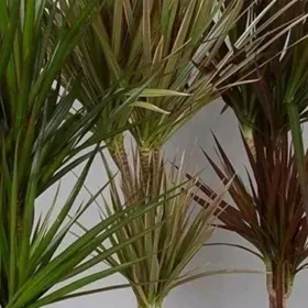 Драцена Маргината