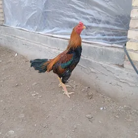 байсовы хораз