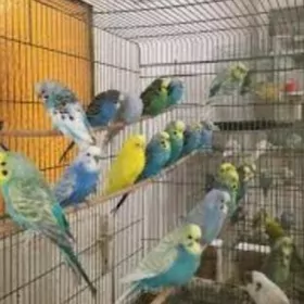 волнистые попугаи и клетка