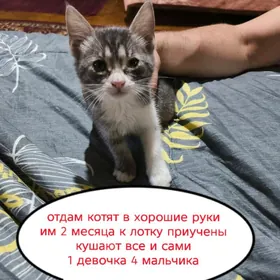 котята
