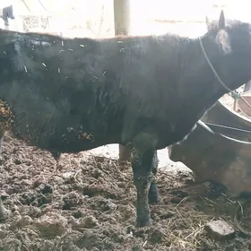 окуз и унажынлар