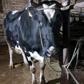 чёрный пйостр