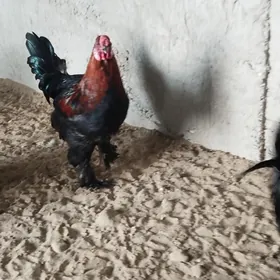 turkmen horaz yasajyk